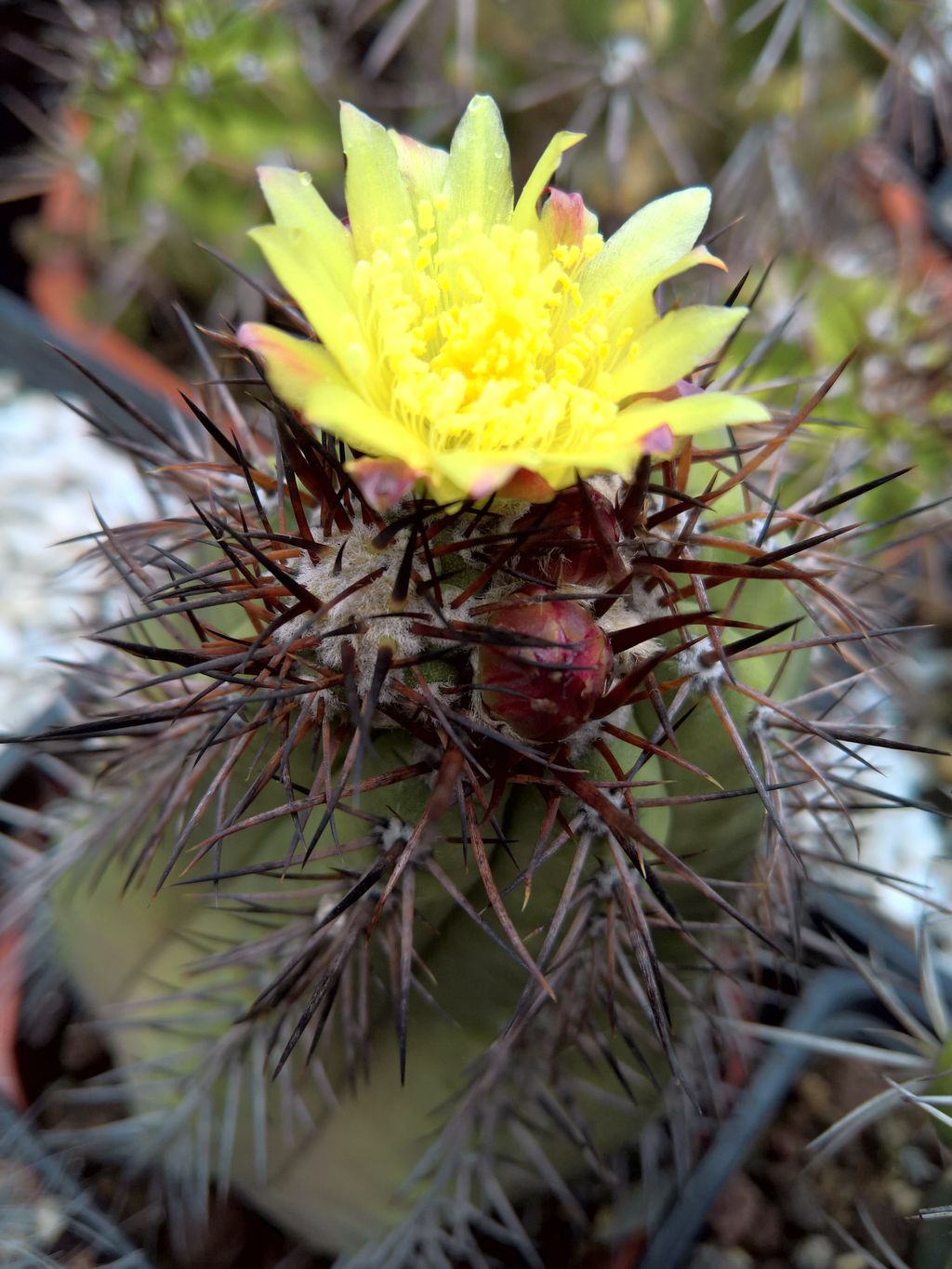 Copiapoa cinerea